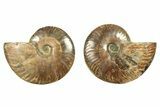 Cut & Polished, Agatized Ammonite Fossil - Madagascar #263289-1